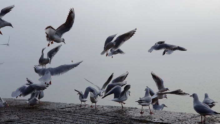 Möwen am Starnberger See, einige fliegen, einige sitzen und warten auf Futter