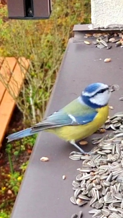 Blaumeise auf dem Fensterbrett mit einem Sonnenblumenkern, der zuvor von Kathrin Günther gefüttert wurde. Die Vögel machten Kathrin viel Spaß währen der Reha in Bad Kissingen